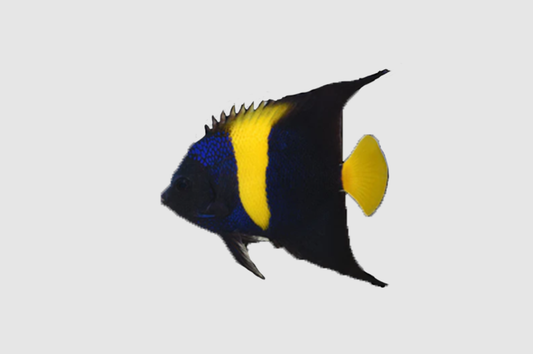 Asfur Angelfish - RED SEA - (Pomacanthus asfur)