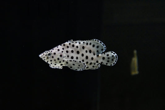 Panther Grouper (Cromileptes altivelis) (3-4in)