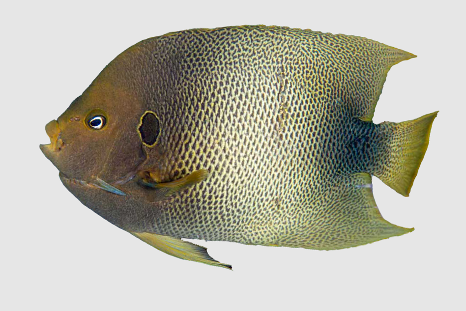 West African Angelfish Adult (Holacanthus africanus)