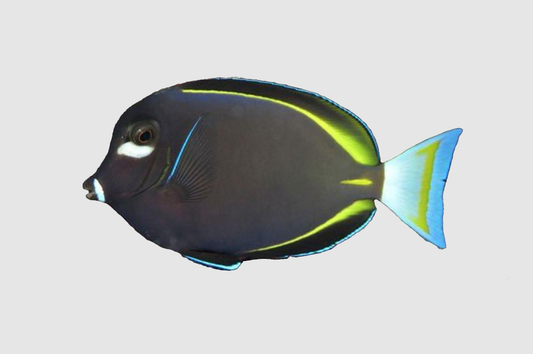 Gold-Rimmed Tang (Acanthurus nigricans) - EXPERT