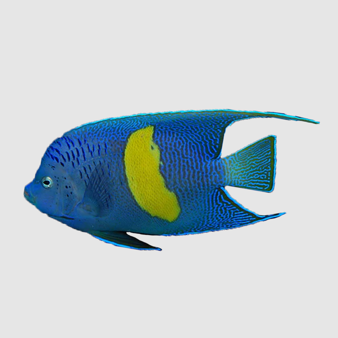 Maculosus Angelfish - RED SEA - (Pomacanthus maculosus)